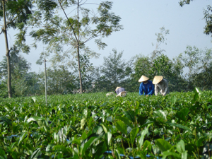 Anh minh hoa